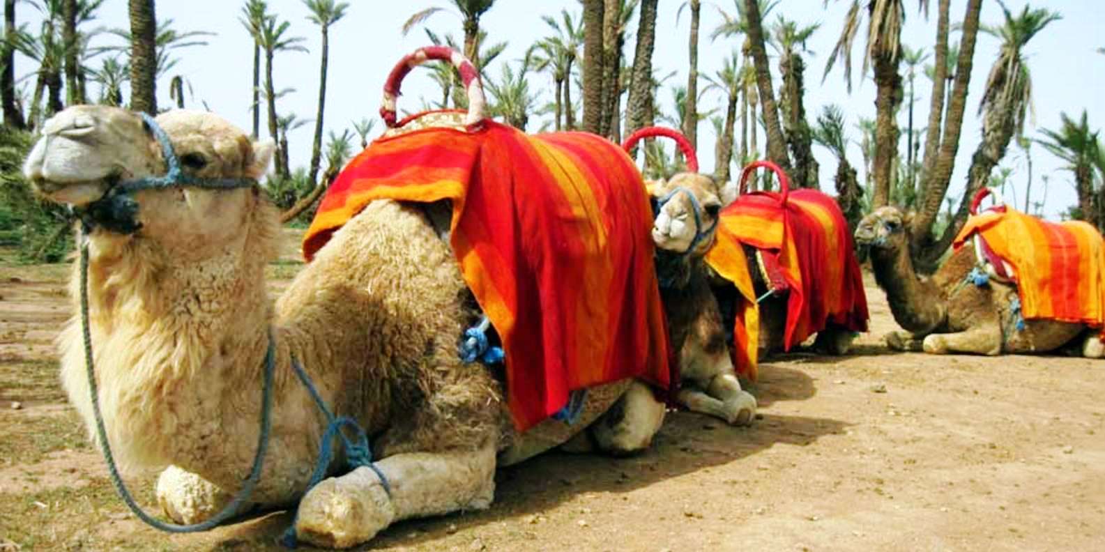 Morocco camel ride tours to explore the palm groves of Marrakech